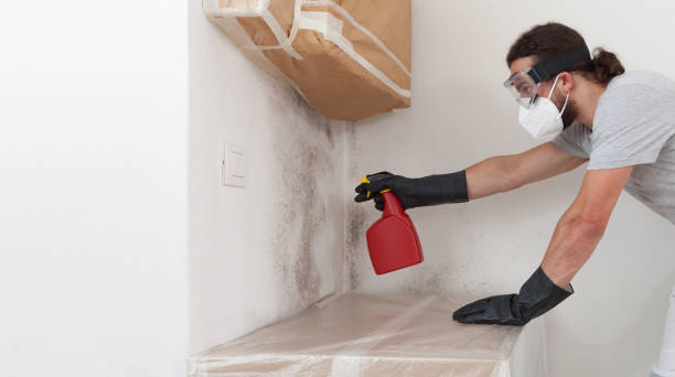 Professional Mold Removal technician working in Weston, MA